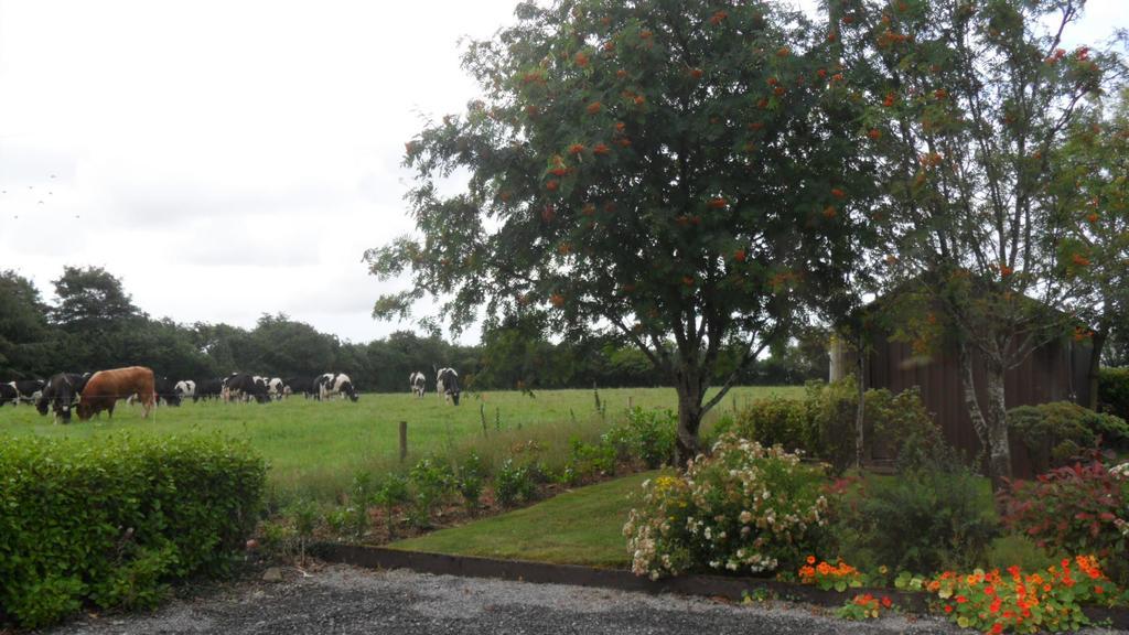 Hillcrest Country Home Adare Exterior foto